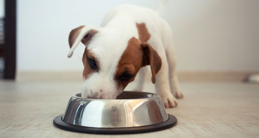 Nutrients for Every Dog