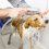 Tips To Keep Your Dog Clean In Between Baths