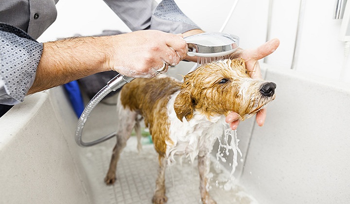 Tips To Keep Your Dog Clean In Between Baths