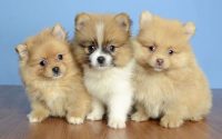 puppies for sale near me