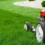 Lawn Care Needs in Different Climates