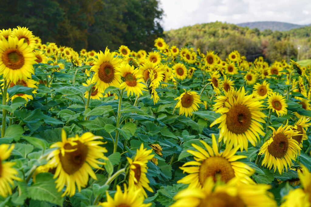 Sunflower State's Best-Kept Secrets